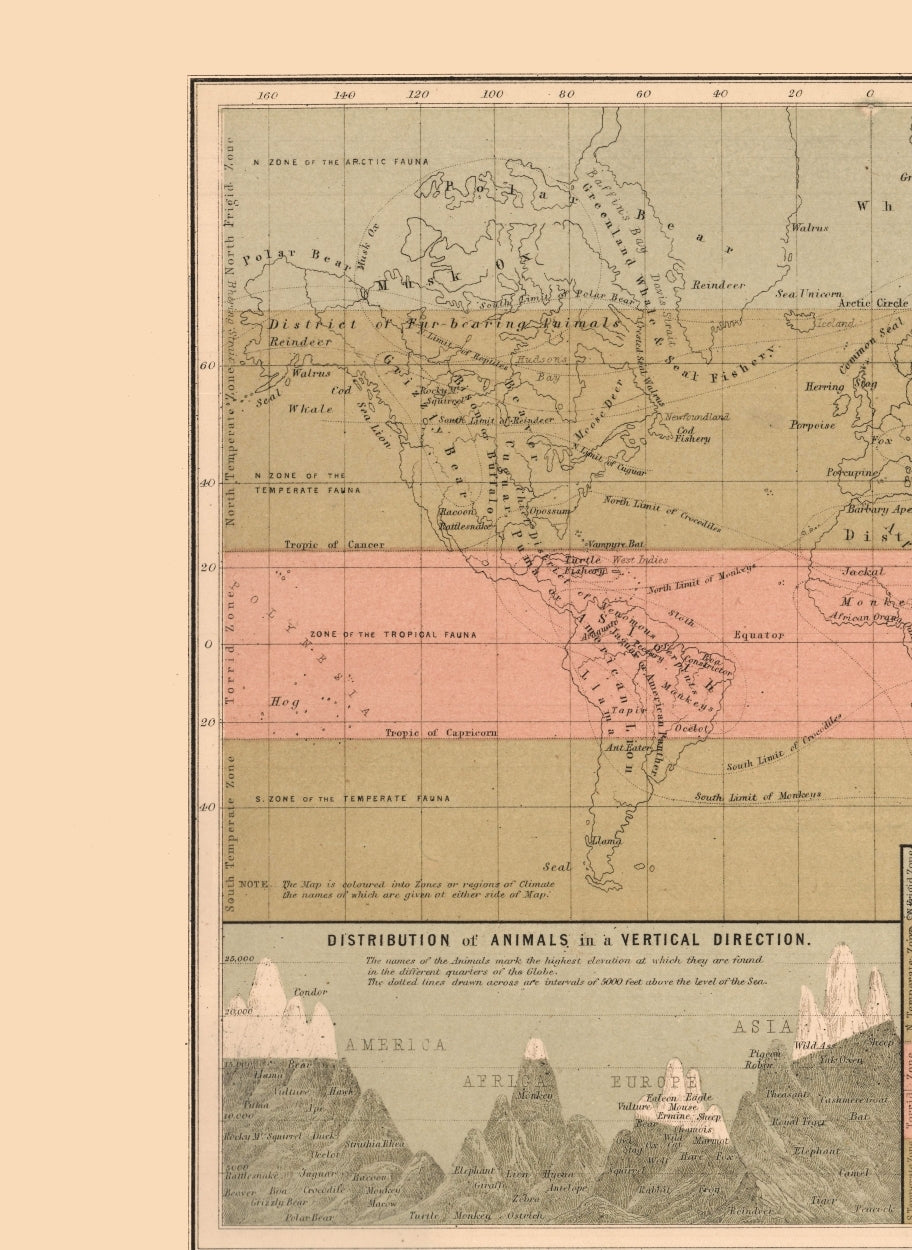 Historic Map - Zoological Chart World - Black 1867 - 23 x 31.50 - Vintage Wall Art